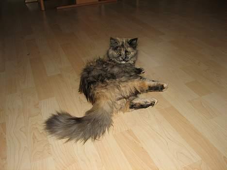 Blanding af racer Amanda - DØD :-( billede 10