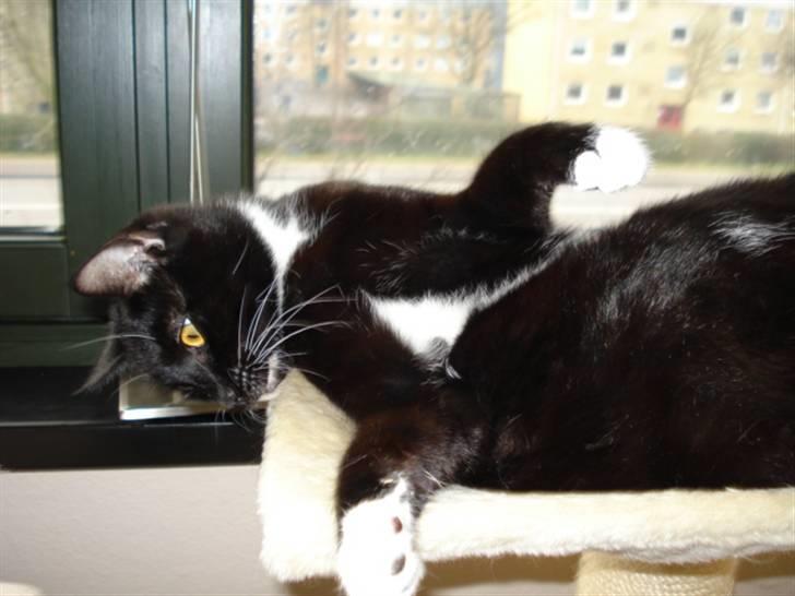 Huskat Gunnar <3 billede 7