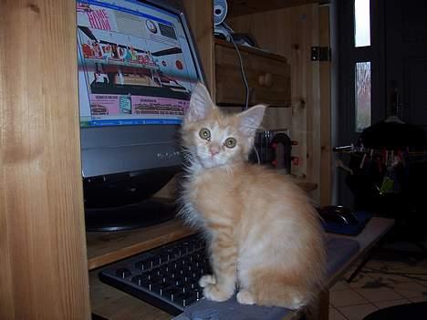 Maine Coon molly billede 1