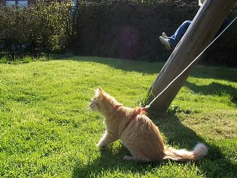 Maine Coon molly billede 2