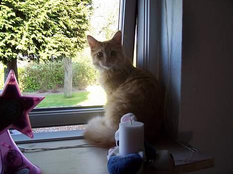 Maine Coon molly billede 3