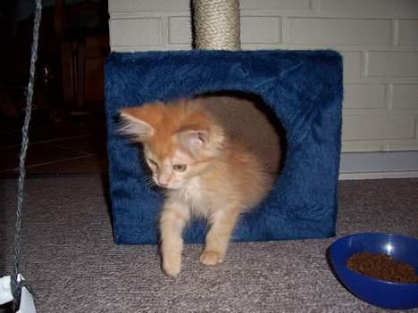 Maine Coon molly billede 4