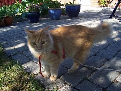 Maine Coon molly billede 5