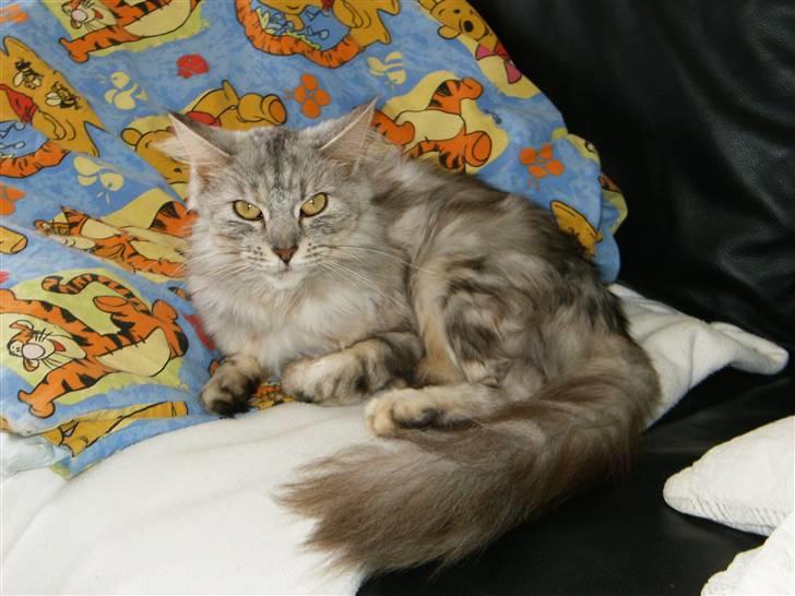 Maine Coon Nataja - nyt 28 okt billede 7