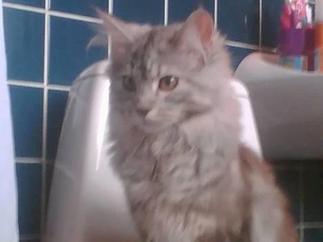 Maine Coon Nataja - Øj det ser spændende ud, mon man skulle prøve at hoppe i vandet billede 8