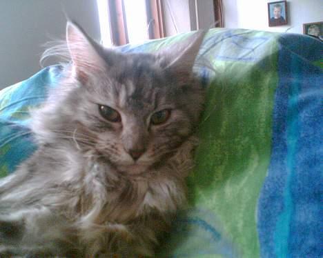 Maine Coon Nataja - smukke Nataja billede 9