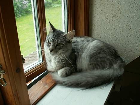 Blanding af racer Freya RIP - Freya...:) billede 1