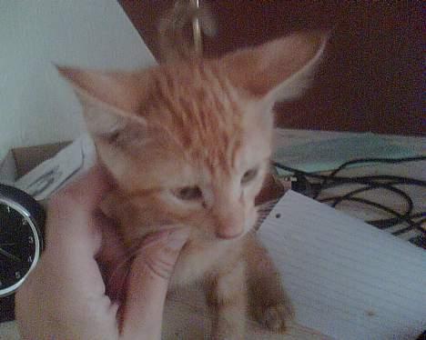 Blanding af racer Freya RIP - "emil", han blev solgt til en familie billede 2