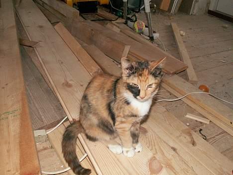 Blanding af racer Freya RIP - "Rosa", blev solgt til en familie billede 3