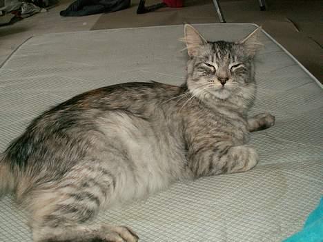 Blanding af racer Freya RIP - Freya, nogle uger inden hun fødte.. billede 4