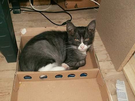 Blanding af racer Freya RIP - Fine, hende har vi stadig.. dejlig kat.. :) billede 5