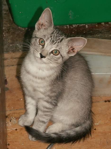 Blanding af racer Freya RIP - "Silver", blev solgt sammen med "emil" billede 6