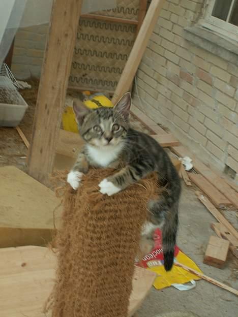 Blanding af racer Freya RIP - Kuska har min moster.. :) billede 7