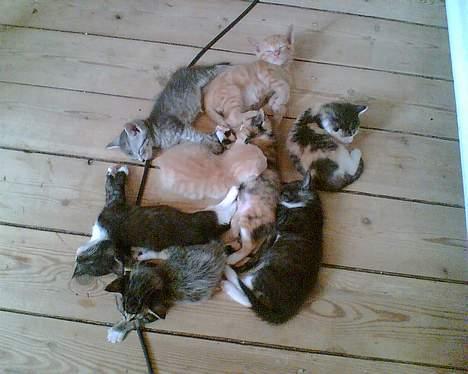 Blanding af racer Freya RIP - bunke med de 6 killinger, og spots 2 killinger.. :) billede 8