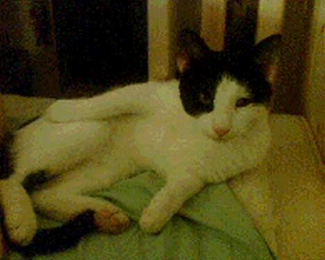 Huskat Basse RIP 2014 - "Slikker mig lige mor".. :) billede 7