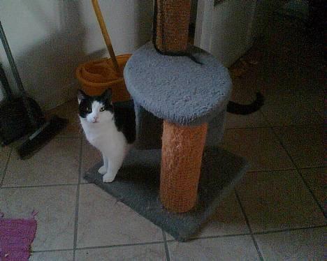 Huskat Basse RIP 2014 - hvor blev mine bagben af?? billede 8