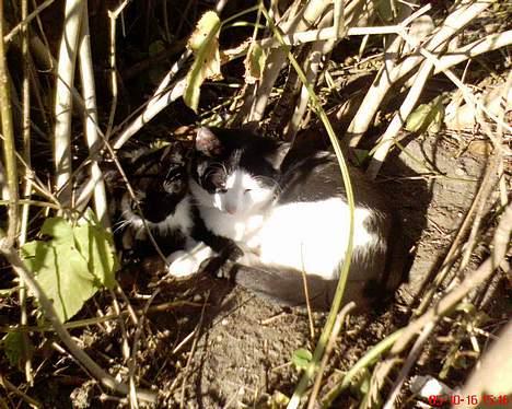 Huskat Basse RIP 2014 - i busken og sole sig :) billede 9