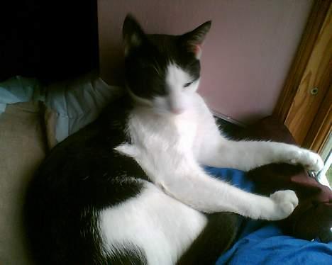 Huskat Basse RIP 2014 - igen i vindueskarmen :) billede 10