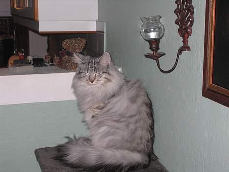 Norsk Skovkat Lindskjalv's Beila - ja her er hun så igen billede 4