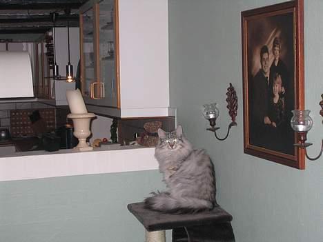 Norsk Skovkat Lindskjalv's Beila - her er hun lidt langt fra billede 5