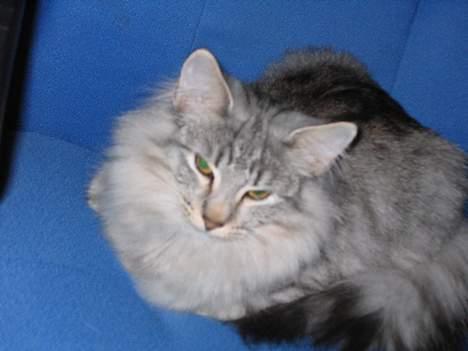 Norsk Skovkat Lindskjalv's Beila - her er hun billede 6