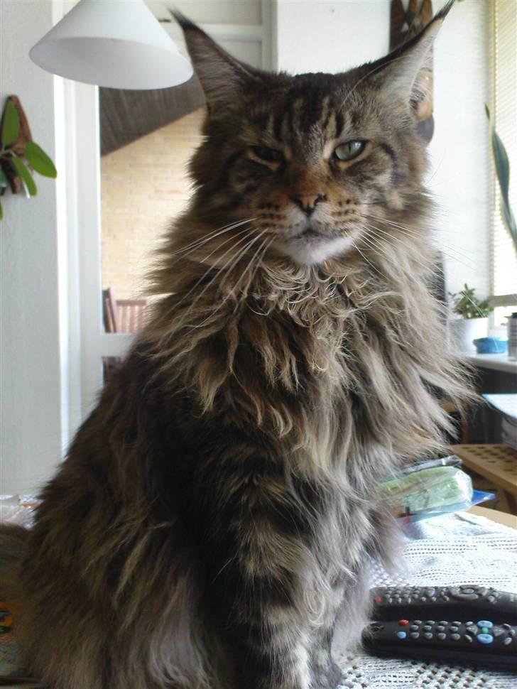 Maine Coon Tabby billede 3