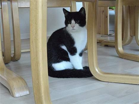 Huskat Zeus *Død* - Hmm.. var der noget der rørte på sig!!?? billede 12