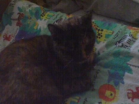 Huskat Mølle Pølle billede 1