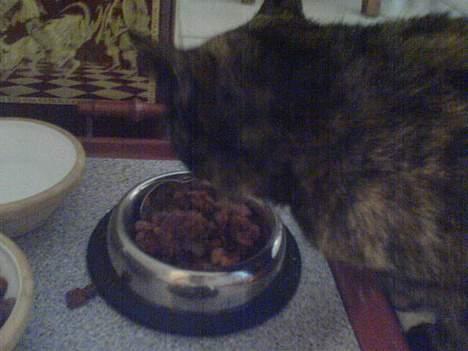 Huskat Mølle Pølle billede 2