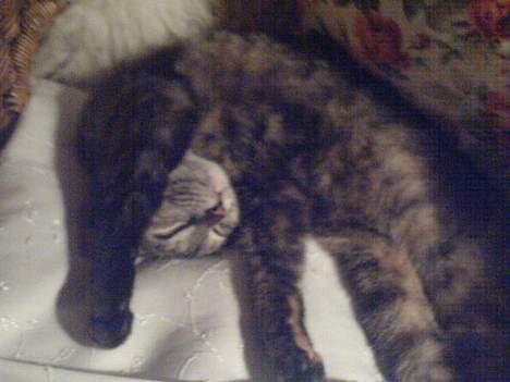 Huskat Mølle Pølle billede 3