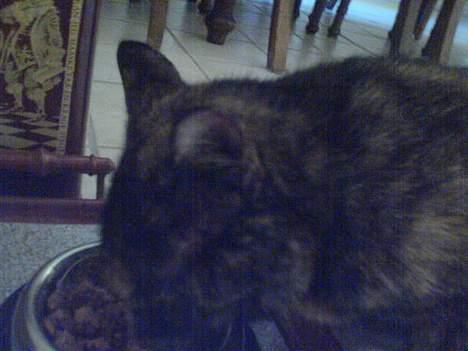 Huskat Mølle Pølle billede 4