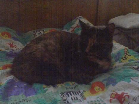 Huskat Mølle Pølle billede 5