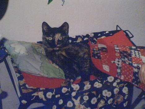 Huskat Mølle Pølle billede 6