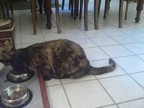 Huskat Mølle Pølle billede 9