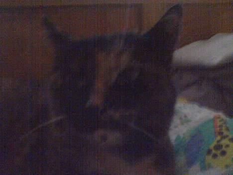 Huskat Mølle Pølle billede 10