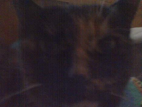 Huskat Mølle Pølle billede 11