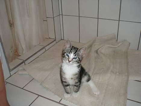 Huskat Nala - hej jeg hedder Nala:-) billede 1