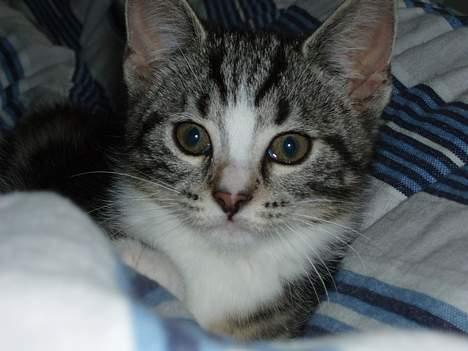 Huskat Nala - er jeg ikke skøn? billede 2