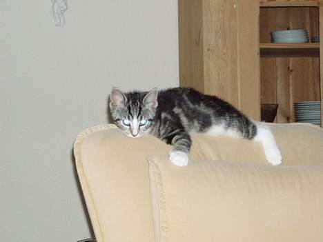 Huskat Nala - det her er mit yndlins sove- og kradse sted. billede 3