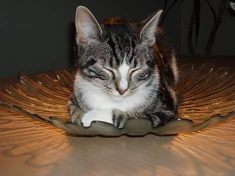 Huskat Nala - men mors frugtskål er nu også en god soveplads billede 4