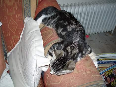 Huskat Nala - zzz zzz zzz zzz billede 5