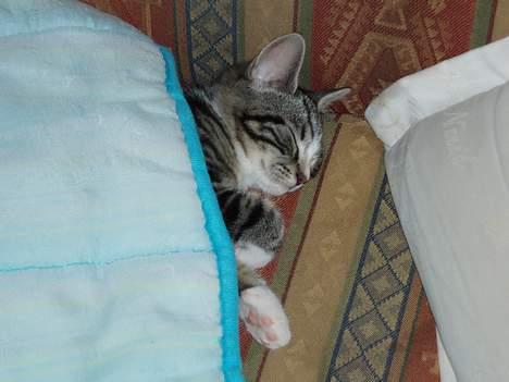 Huskat Nala - mmm godnat billede 6