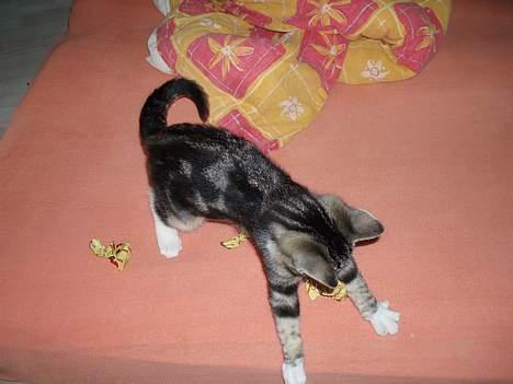 Huskat Nala - jeg har dig... dit dumme papir billede 7