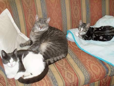 Huskat Nala - her ligger jeg med mine to store brødre Anton og Bølle billede 8