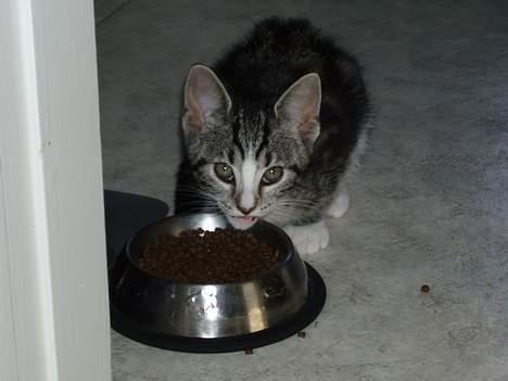 Huskat Nala - smaske smaske,,,, ej mor gå nu med det dumme kamera billede 9