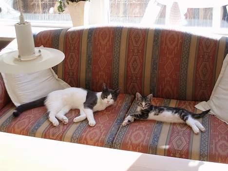 Huskat Nala - her hygger jeg med Bølle billede 10