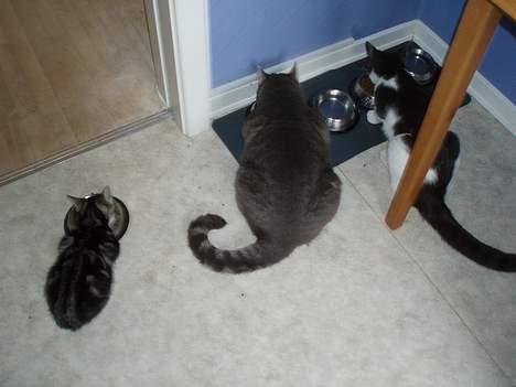 Huskat Nala - vi har hver sin madskål så vi ikke ryger i totterne på hinanden hi hi billede 11