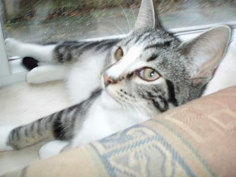 Huskat Nala - åh mor dig og det dumme kamera billede 12