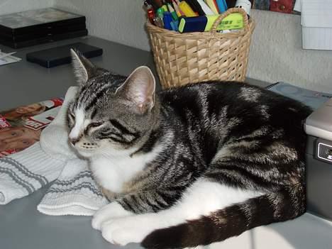 Huskat Nala - mor tager altid billeder...... billede 13