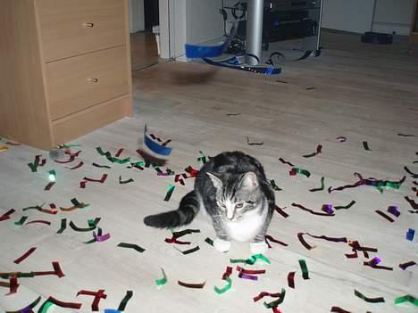 Huskat Nala - nytår var den bedste dag i mit liv for der var fyldt med tingeltangel overalt billede 14